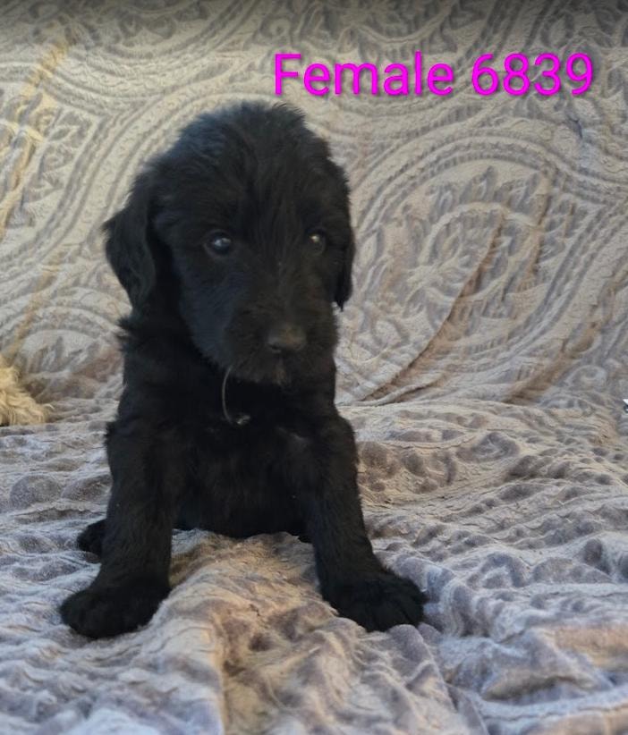 Female 6839