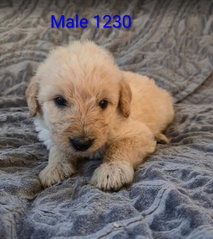 Male 1230