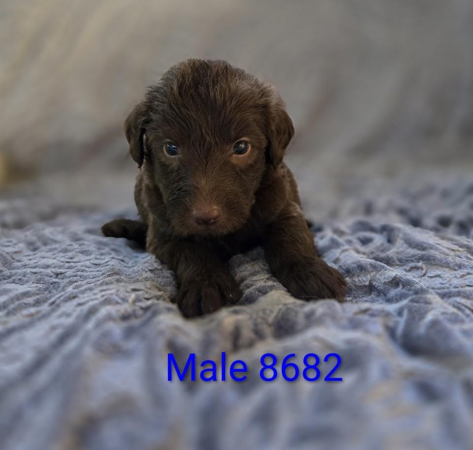 Male 8682