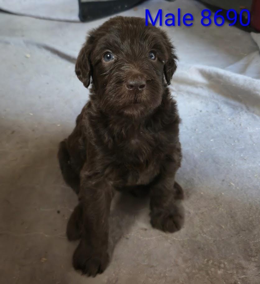 Male 8690
