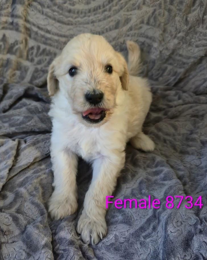 Female 8734