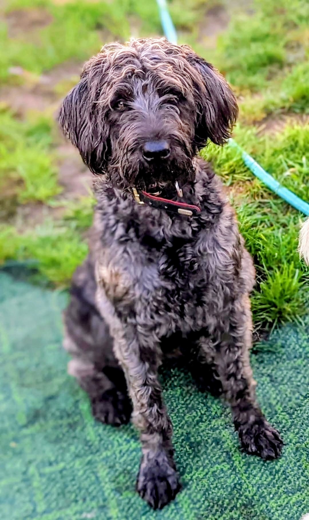 Bailey — puppy