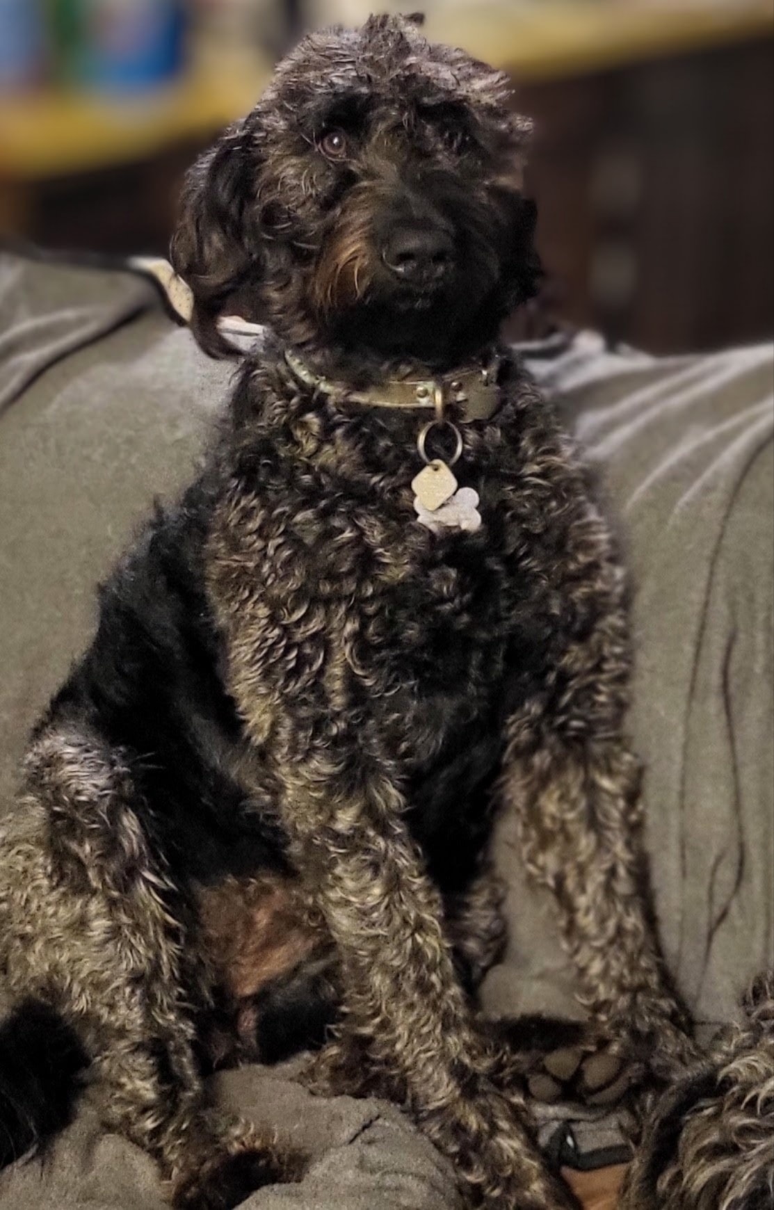 Annie — puppy