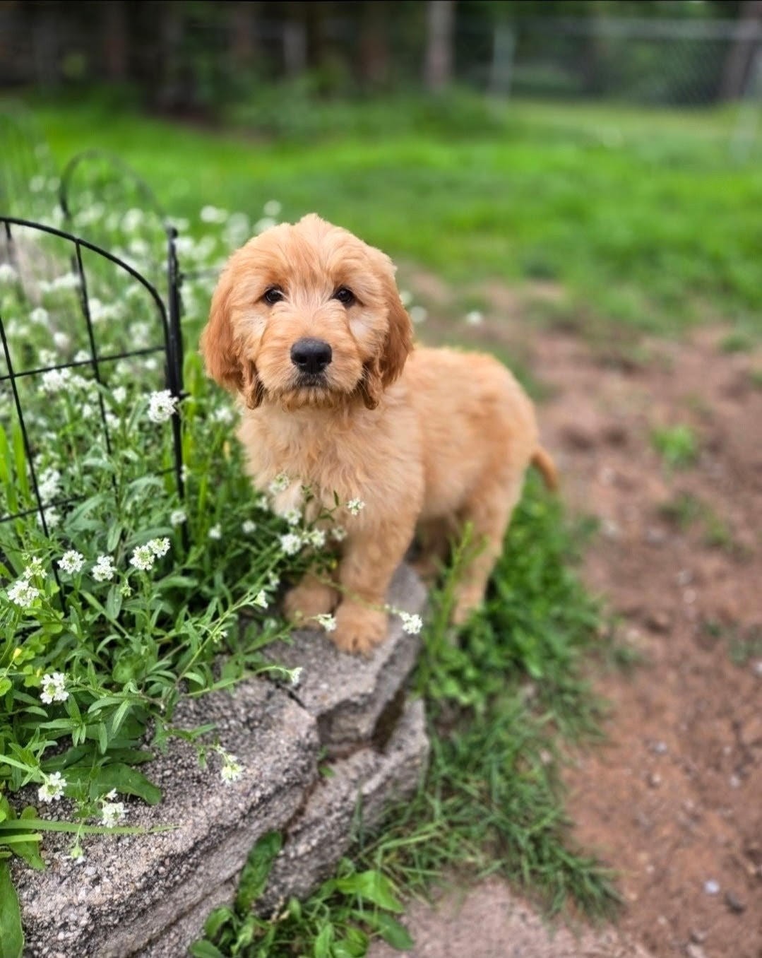 Puppy being lovingly cared for at Caldron Falls Doodles