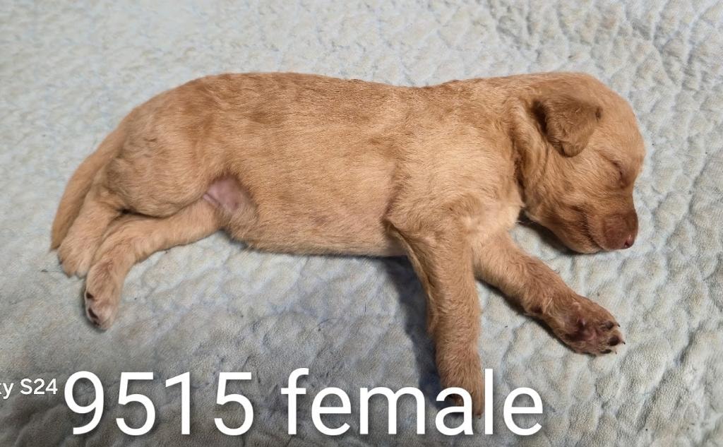 Current litter puppy 4
